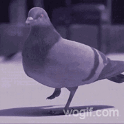 一張“鴿子跳舞”GIF，可以聽一晚上！